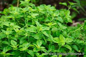 Oltre ad abbassare il colesterolo, quest’erba aromatica antiossidante aiuterebbe anche a mantenere il cu ... - Proiezioni di Borsa