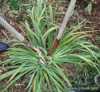 Fall's a good time for a flower-bed makeover - Powell River Peak
