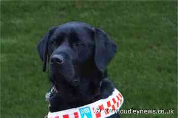 Police hunt youth who kicked disabled man's guide dog - Dudley News