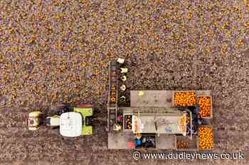 Pumpkin demand 'to rise by 15' after last year's restricted Halloween - Dudley News
