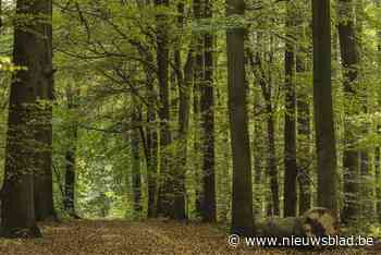 Meer bos in Vlaanderen? Hier willen ondernemers er alvast werk van maken