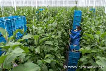 Stijgende energieprijzen hebben grote impact op glastuinbouw: “Veel tuinbouwers zullen hier elke nacht mee gaan slapen”