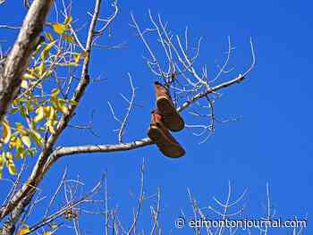 Edmonton weather: As the fall colours arrive the trees want your boots