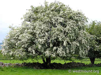 Autumn Tree Planting starts the week of October 5 | City of Westmount - Ville de Westmount