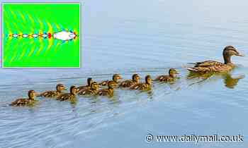 Ducklings swim in a line behind their mother to reduce drag and propel themselves forwards