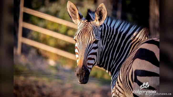 Senior zebra at Calgary Zoo euthanized due to failing health