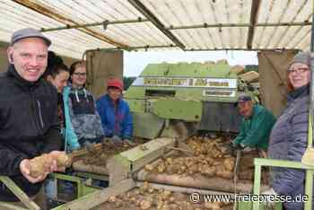 Im Vogtland alte Kartoffelsorte geerntet - Freie Presse