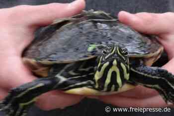 Schildkröten bedrohen Wasservögel - Freie Presse