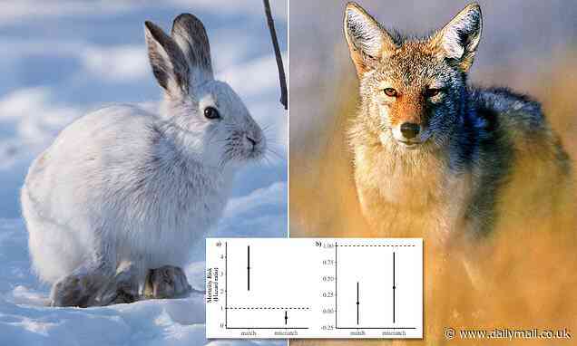 Snowshoe hares are losing camouflage due to climate change, but they still manage to avoid predators