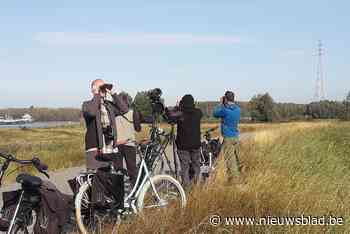 Trektellers zien wat er voorbij vliegt aan Noordelijk Eiland - Het Nieuwsblad