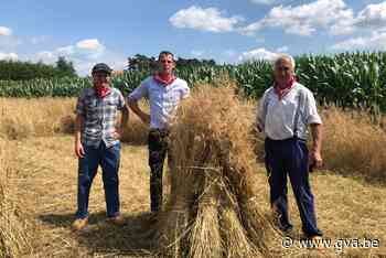 Lilse korenpikkers houden traditie in ere (Lille) - Gazet van Antwerpen