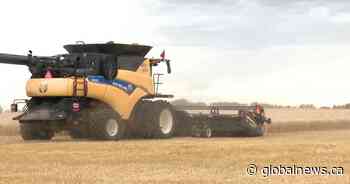 Harvest ‘practically complete’ across Saskatchewan: crop report