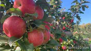 A 'super-duper' bumper crop of apples and pumpkins in Rhode Island this year - WJAR