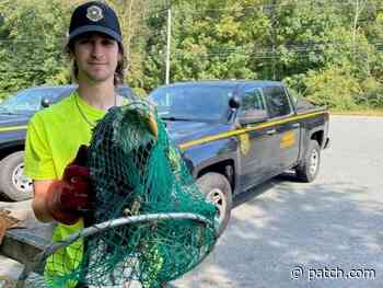 Injured Bald Eagle Rescued In Rhode Island | Patch PM - Patch.com