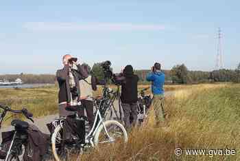 Trektellers zien wat er voorbij vliegt aan Noordelijk Eiland - Gazet van Antwerpen