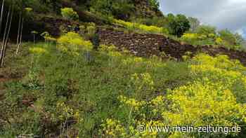 SGD Nord fördert Maßnahmen im Kreis Cochem-Zell: Naturschutz mit 130 000 Euro unterstützt - Rhein-Zeitung