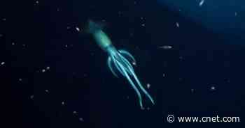 Scientists spot giant 'mystery creature' while exploring shipwreck     - CNET