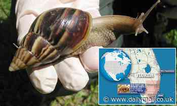 Florida eradicates eight-inch giant land snail for the second time in 10 years