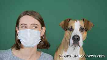 Doctor says dog Coronavirus going around in Cayman is not COVID-19 | Loop Cayman Islands - Loop News Cayman
