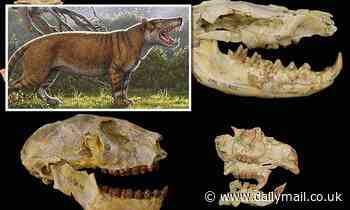 Mass extinction that saw 63% of mammal species vanish from Africa just now documented