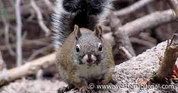 North Dakota Man Gets Nasty 182-Pound Surprise From Squirrel