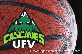 Chilliwack's Sardis secondary hosts basketball game between UFV and Langara – Agassiz Harrison Observer - Agassiz-Harrison Observer