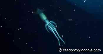 Scientists spot giant 'mystery creature' while exploring shipwreck     - CNET