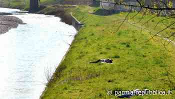Parma, una passeggiata nel torrente in cerca di erbe officinali - La Repubblica