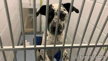 8 dogs arrive from Georgia as Rhode Island SPCA takes part in 'Empty the Shelters' event - WJAR