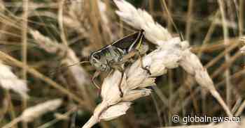 Future crop threats to be housed, studied inside Saskatchewan insect facility