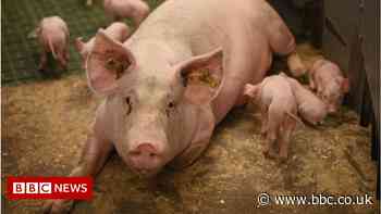 Labour shortage a human disaster for pig farms - NFU