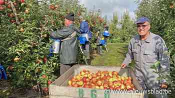 Fantastisch appeljaar, maar dat is dramatisch voor de prijs