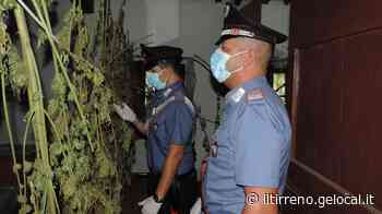 Quattrocento piante di marijuana trovate in un casolare abbandonato - Il Tirreno