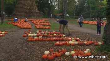 In-Depth: Area farms seem to have enough to go around despite national pumpkin shortage