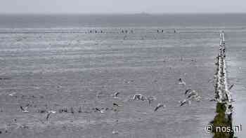 Testfabriek bij Groningen om medicijnresten uit afvalwater te halen - NOS