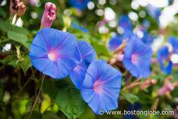Ask the Gardener: Morning glory? Not so much. It’s a problem plant - The Boston Globe
