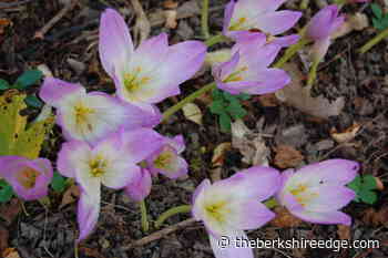 GARDENER'S CHECKLIST: Week of September 30, 2021 - theberkshireedge.com