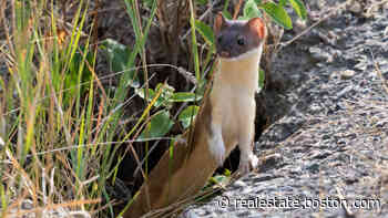 Ask the Gardener: 'Everything needs a place to live' - Boston.com