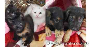 Imbituba: Feira de adoção de cães e gatos acontece, até sábado, na Semana Municipal da Conscientização sobre os Direitos dos Animais - Portal AHora