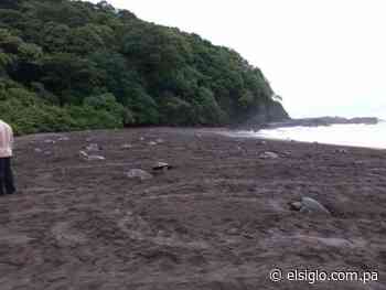 Unas 15 mil tortugas lora desovan en playa de Los Santos - El Siglo Panamá