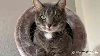 Tierschutz: Ein schmerzfreies Leben für Kater Smoky aus Bad Belzig - moz.de