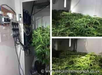 Massive cannabis farm found thanks to tip-off from community