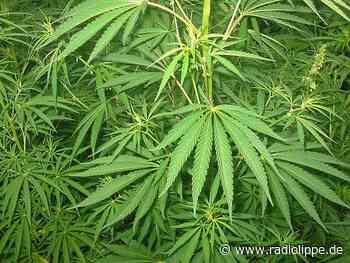 Detmold: Drogenbestellungen per Whatsapp - Prozess gegen mutmaßliches Bandenmitglied - Radio Lippe