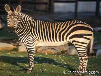 Senior zebra at Calgary Zoo euthanized after dealing with health complications - Calgary Herald