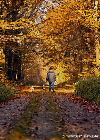 Gliedvorzeiger im Auwald: Hund beißt zu
