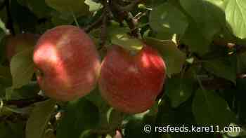 The U of M's latest apple variety, Triumph, and why you can't taste it yet