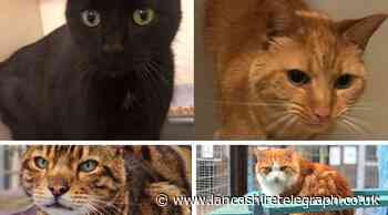 Can you offer these four cats some love and attention and a new home?