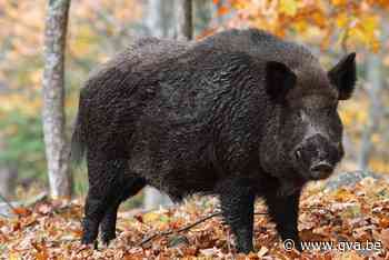 Gemeente en REBO-team waarschuwen voor overstekende everzwij... (Mol) - Gazet van Antwerpen Mobile - Gazet van Antwerpen