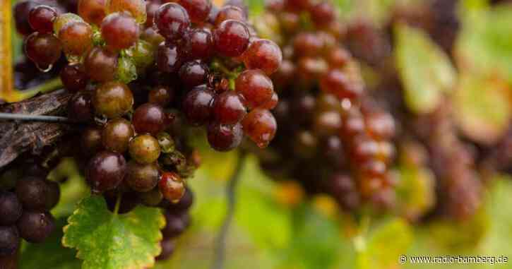 Weinlese: Jetzt auch Riesling und Silvaner