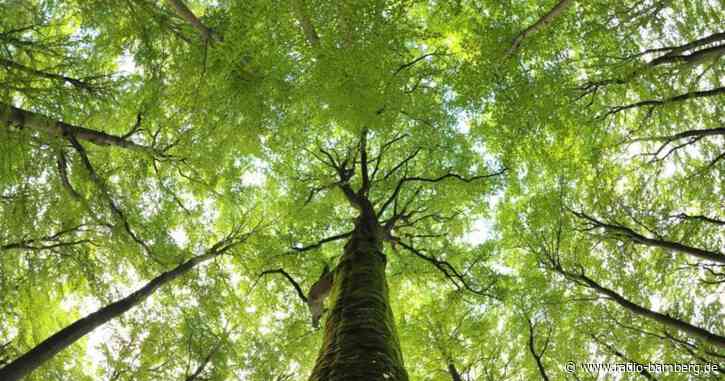Staatsforsten: Gesündere Bäume und rote Zahlen